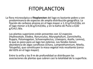 FITOPLANCTON
La flora microscópica o fitoplancton del lago es bastante pobre y con
predominancia de especies de amplia distribución geográfica. La
fijación de carbono alcanza en el lago mayor a 1,13 g/Cm2/día; en
el lago menor a 0,56 g/Cm2/día, y en la bahía de Puno a 0,82
g/Cm2 /día.
Las plantas superiores están presentes con 12 especies
(Hydrocotyle, Elodea, Ranunculus, Myryophyllum, Zannichellia,
Ruppia, Potamogeton, Schoenoplectus, Lilaeopsis, Azolla, Lemna),
lo que es poco para un lago tan extenso. Los fondos tienen
abundancia de algas carofíceas (Chara, Lamprothamnium, Nitella,
Tolupella), que constituyen la masa vegetal más resaltante (cerca
del 65% en el lago mayor).
Entre la orilla y los 9 m de profundidad se distribuyen las
asociaciones de plantas que cubren casi la totalidad de la superficie.
 