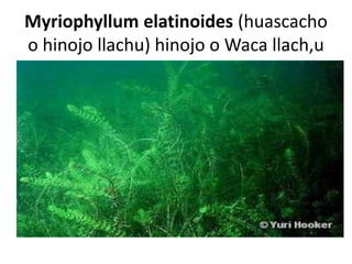 Myriophyllum elatinoides (huascacho
o hinojo llachu) hinojo o Waca llach,u
 