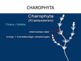 CHAROPHYTA
 
