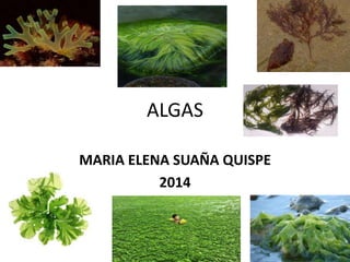 ALGAS
MARIA ELENA SUAÑA QUISPE
2014
 
