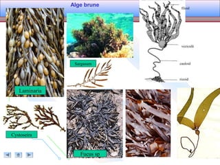 Alge brune
Laminaria
Sargasum
Fucus sp
Cystoseira
veziculă
cauloid
filoid
rizoid
 
