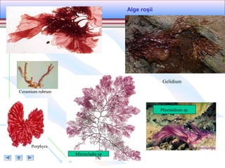 Alge roşii
Porphyra
Ceramium rubrum
Phormidium sp.
Microcladia sp
Gelidium
 