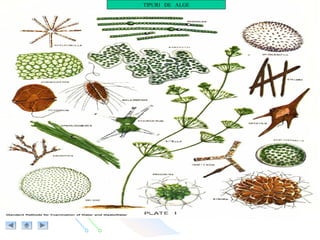 TIPURI DE ALGE
 