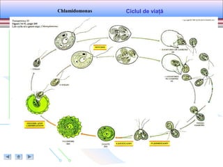 Ciclul de viaţăChlamidomonas
 