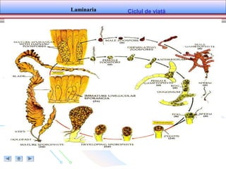 Ciclul de viaţăLaminaria
 