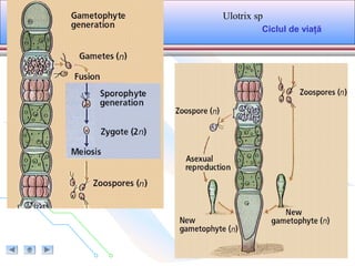 Ciclul de viaţă
Ulotrix sp
 