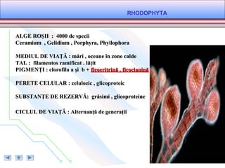 RHODOPHYTA
ALGE ROŞII : 4000 de speciiALGE ROŞII : 4000 de specii
Ceramium , Gelidium , Porphyra, PhyllophoraCeramium , Gelidium , Porphyra, Phyllophora
MEDIUL DE VIAŢĂ : mări , oceane în zone caldeMEDIUL DE VIAŢĂ : mări , oceane în zone calde
TAL : filamentos ramificat . lăţitTAL : filamentos ramificat . lăţit
PIGMENŢI : clorofila a şi b +PIGMENŢI : clorofila a şi b + ficoeritrină , ficocianinăficoeritrină , ficocianină
PERETE CELULAR : celulozic , glicoproteicPERETE CELULAR : celulozic , glicoproteic
SUBSTANŢE DE REZERVĂ: grăsimi , glicoproteineSUBSTANŢE DE REZERVĂ: grăsimi , glicoproteine
CICLUL DE VIAŢĂ : Alternanţă de generaţiiCICLUL DE VIAŢĂ : Alternanţă de generaţii
 