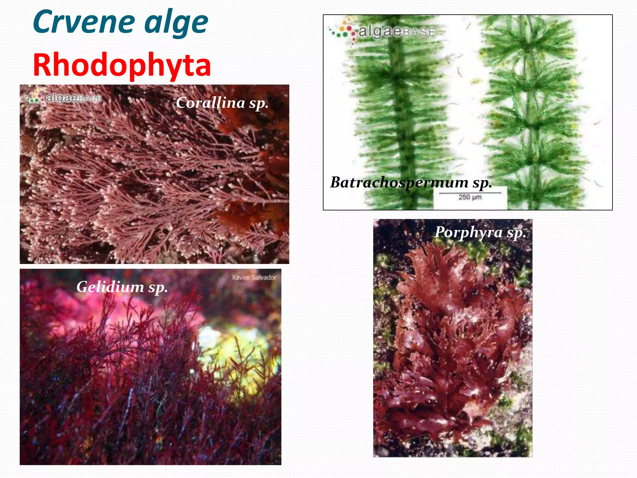 Alge | PPT