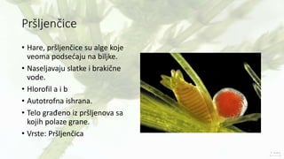 Pršljenčice
• Hare, pršljenčice su alge koje
veoma podsećaju na biljke.
• Naseljavaju slatke i brakične
vode.
• Hlorofil a i b
• Autotrofna ishrana.
• Telo građeno iz pršljenova sa
kojih polaze grane.
• Vrste: Pršljenčica
 