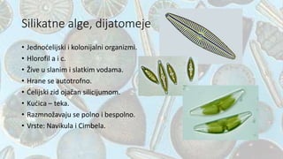 Silikatne alge, dijatomeje
• Jednoćelijski i kolonijalni organizmi.
• Hlorofil a i c.
• Žive u slanim i slatkim vodama.
• Hrane se autotrofno.
• Ćelijski zid ojačan silicijumom.
• Kućica – teka.
• Razmnožavaju se polno i bespolno.
• Vrste: Navikula i Cimbela.
 