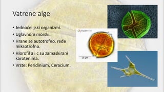 Vatrene alge
• Jednoćelijski organizmi.
• Uglavnom morski.
• Hrane se autotrofno, ređe
miksotrofno.
• Hlorofil a i c su zamaskirani
karotenima.
• Vrste: Peridinium, Ceracium.
 