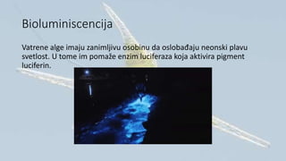 Bioluminiscencija
Vatrene alge imaju zanimljivu osobinu da oslobađaju neonski plavu
svetlost. U tome im pomaže enzim luciferaza koja aktivira pigment
luciferin.
 
