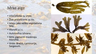 Mrke alge
• Višećelijske su vrste.
• Žive pričvršćene za tlo.
• Imaju jako velika vegetativna
tela.
• Hlorofil a i c.
• Autotrofna ishrana.
• Mrki pigmenti maskiraju
hlorofile.
• Vrste: Bračić, Laminarija,
Sargasum.
 