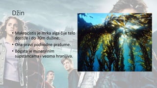 Džin
• Makrocistis je mrka alga čije telo
dostiže i do 70m dužine.
• Ona pravi podvodne prašume.
• Bogata je mineralnim
supstancama i veoma hranljiva.
 