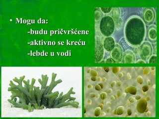 • Mogu da:Mogu da:
-budu pričvršćene-budu pričvršćene
-aktivno se kreću-aktivno se kreću
-lebde u vodi-lebde u vodi
 