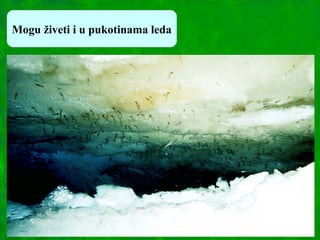 Mogu živeti i u pukotinama leda
 