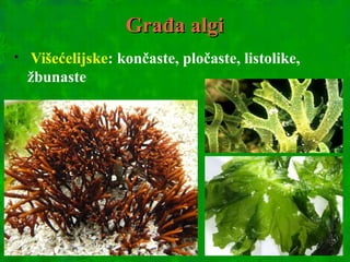 Građa algiGrađa algi

Višećelijske: končaste, pločaste, listolike,
žbunaste
 