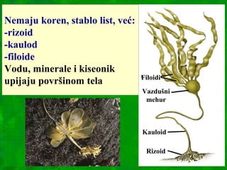 Rizoid
Kauloid
Vazdušni
mehur
Filoidi
Nemaju koren, stablo list, već:
-rizoid
-kaulod
-filoide
Vodu, minerale i kiseonik
upijaju površinom tela
 