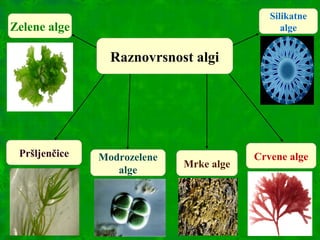 Raznovrsnost algi
Zelene alge
Modrozelene
alge
Pršljenčice
Mrke alge
Crvene alge
Silikatne
alge
 
