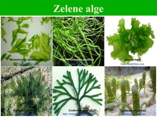 Zelene alge
 