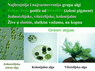 
NajbrojnijaNajbrojnija i najraznovrsnijanajraznovrsnija grupa algi

Zelena bojaZelena boja potiče od hlorofilahlorofila (zeleni pigment)

JednoćelijskeJednoćelijske, višećelijskevišećelijske, kolonijalnekolonijalne

Žive u slanimslanim, slatkim vodama, na kopnu
Jednoćelijska
zelena alga Kolonijalna alga Višećelijska alga
 