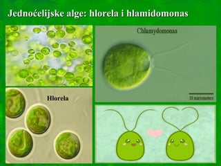 Jednoćelijske alge: hlorela i hlamidomonasJednoćelijske alge: hlorela i hlamidomonas
Hlorela
 