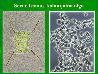 Scenedesmus-kolonijalna alga
 