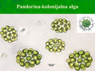 Pandorina-kolonijalna alga
 