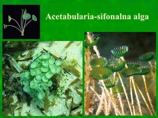 Acetabularia-sifonalna alga
 
