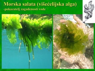 Morska salata (višećelijska alga)Morska salata (višećelijska alga)
-pokazatelj zagađenosti vode-pokazatelj zagađenosti vode
 