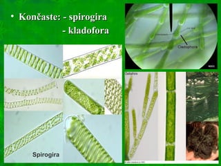 • Končaste: - spirogiraKončaste: - spirogira
- kladofora- kladofora
Spirogira
 