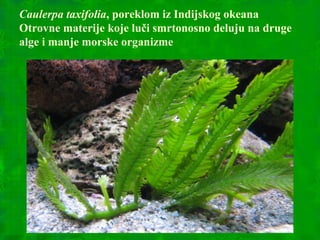 Caulerpa taxifolia, poreklom iz Indijskog okeana
Otrovne materije koje luči smrtonosno deluju na druge
alge i manje morske organizme
 