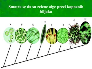 Smatra se da su zelene alge preci kopnenih
biljaka
 