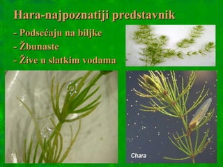 Hara-najpoznatiji predstavnikHara-najpoznatiji predstavnik
- Podsećaju na biljke- Podsećaju na biljke
- Žbunaste- Žbunaste
- Žive u slatkim vodama- Žive u slatkim vodama
 