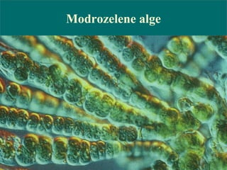 Modrozelene alge
 
