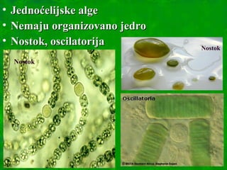 • Jednoćelijske algeJednoćelijske alge
• Nemaju organizovano jedroNemaju organizovano jedro
• Nostok, oscilatorijaNostok, oscilatorija
Nostok
Nostok
 