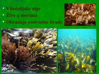 • Višećelijske alge
• Žive u morima
• Obrazuju podvodne livade
 