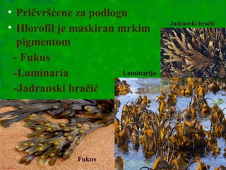 • Pričvršćene za podlogu
• Hlorofil je maskiran mrkim
pigmentom
- Fukus
-Laminaria
-Jadranski bračić
Fukus
Laminarija
Jadranski bračić
 