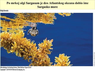 Po mrkoj algi SargasumSargasum je deo Atlantskog okeana dobio ime
Sargasko moreSargasko more
 