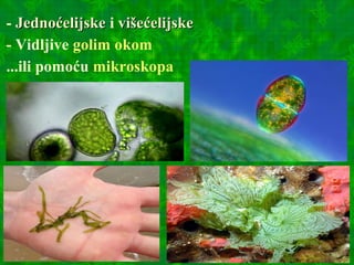 - JednoćelijskeJednoćelijske i višećelijskevišećelijske
- Vidljive golim okom
...ili pomoću mikroskopa
 