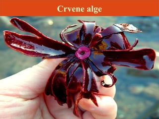 Crvene alge
 