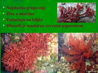 • Najstarija grupa algi
• Žive u morima
• Podsećaju na biljke
• Hlorofil je maskiran crvenim pigmentom
 