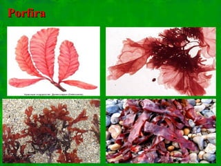 PorfiraPorfira
 