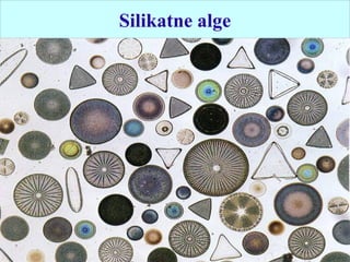 Silikatne alge
 