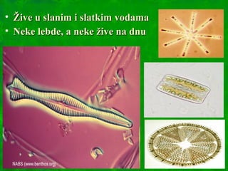 • Žive u slanim i slatkim vodamaŽive u slanim i slatkim vodama
• Neke lebde, a neke žive na dnuNeke lebde, a neke žive na dnu
 