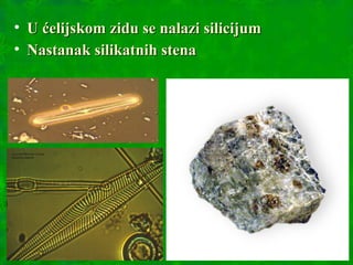 • U ćelijskom zidu se nalazi silicijumU ćelijskom zidu se nalazi silicijum
• Nastanak silikatnih stenaNastanak silikatnih stena
 