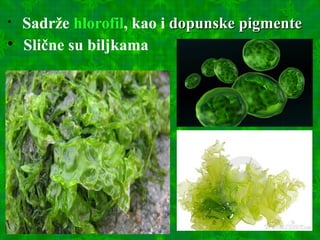 
Sadrže hlorofil, kao i dopunske pigmentedopunske pigmente

Slične su biljkama
 