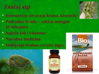 Značaj algi
• Fotosinteza (stvaraju hranu, kiseonik)
• Podvodne livade – zaklon mnogim
životinjama
• Sadrže jod i vitamine
• Narodna medicina
• Dobijanje brašna (crvene alge)
 