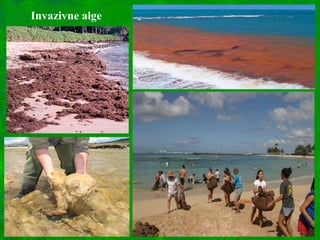 Invazivne alge
 