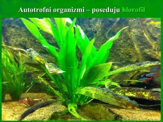 Autotrofni organizmi – posedujuAutotrofni organizmi – poseduju hlorofilhlorofil
 